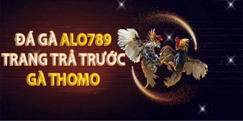 Khám phá về đá gà Thomo trên Alo789